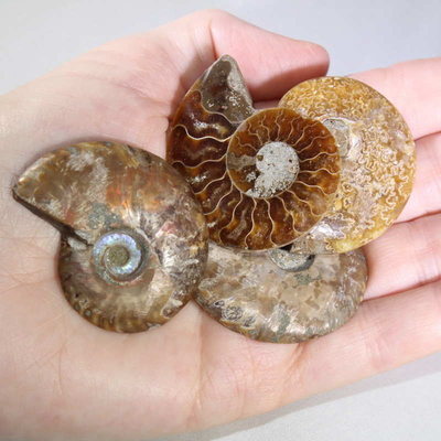 Ammonite