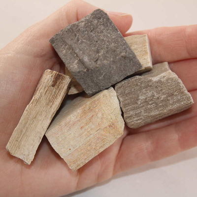 Petrified Wood Natural