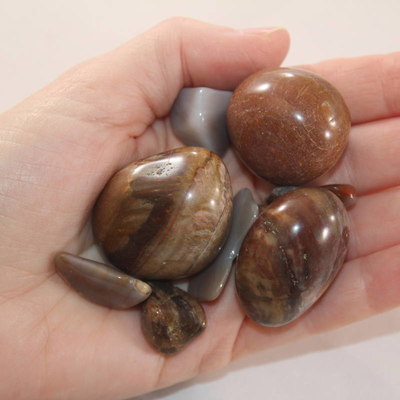 Petrified Wood Polished
