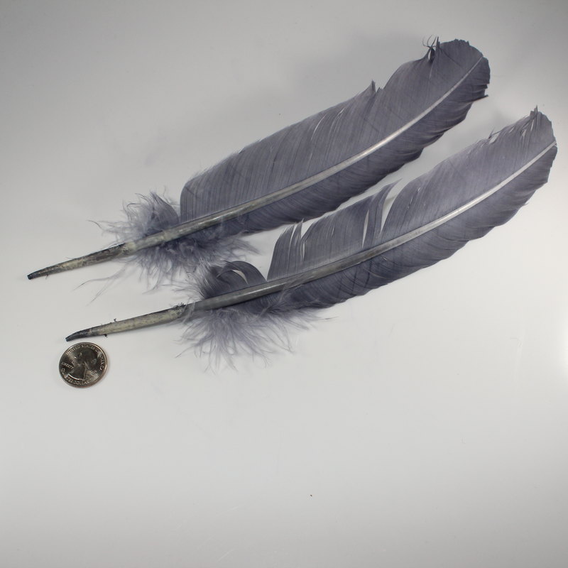 Grey Turkey Feather (dyed)